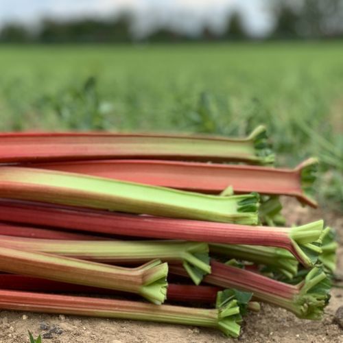 Photo de: Rhubarbe